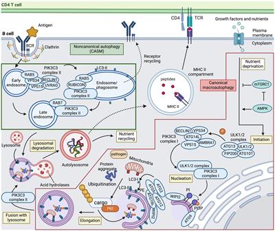 Role of canonical and noncanonical autophagy pathways in shaping the life journey of B cells